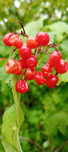 guelder-rose
