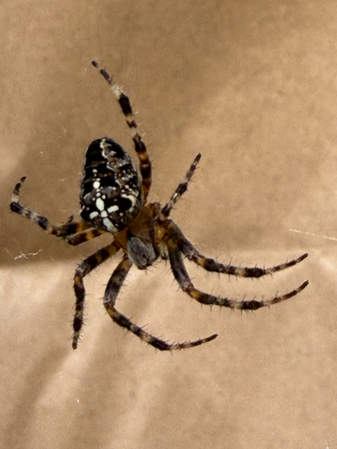 Cross Orbweaver