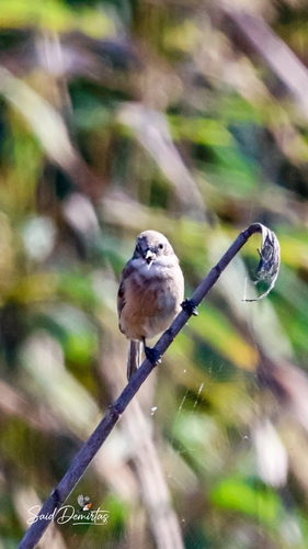 Eurasian Penduline-Tit