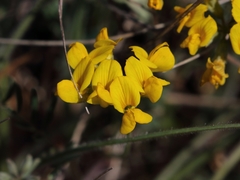 Hippocrepis comosa