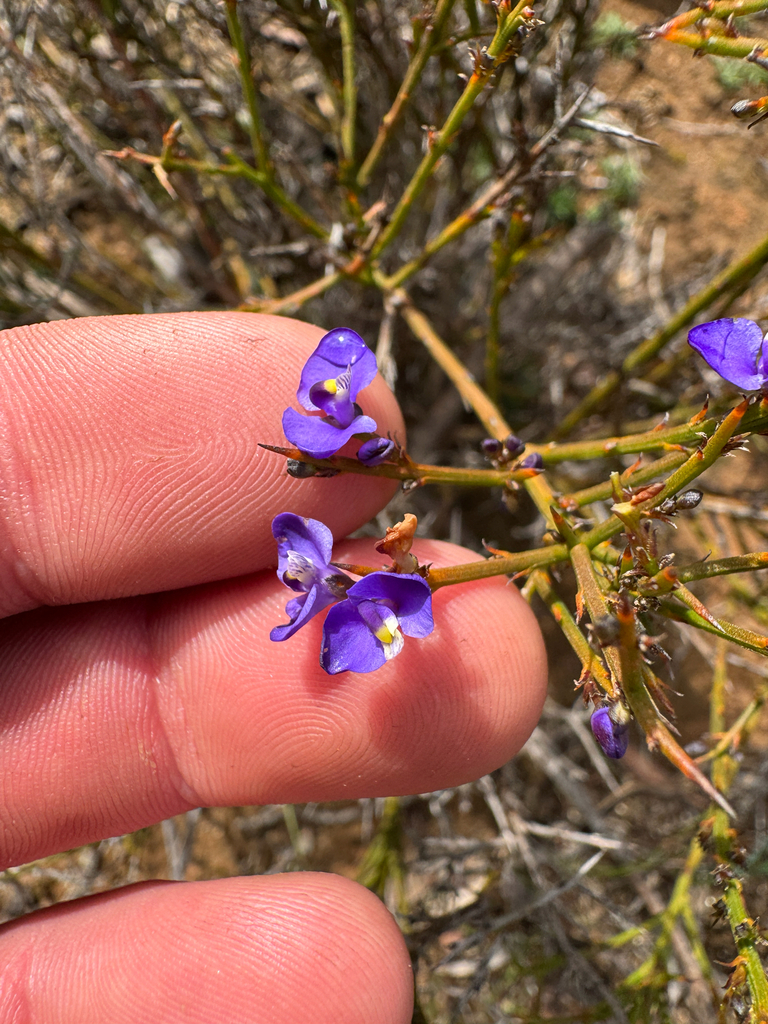 Comesperma spinosum (Comesperma spinosum)