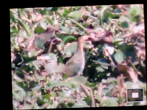 iNaturalist image