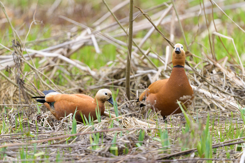 Tarro canelo (Tadorna ferruginea)