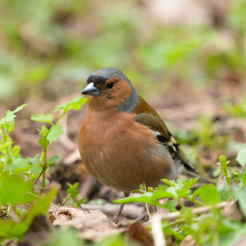 Pinzón vulgar (Fringilla coelebs)