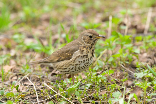 Zorzal común (Turdus philomelos)