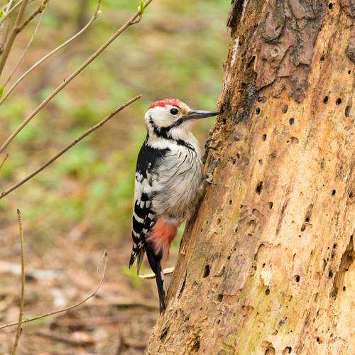 White-backed Woodpecker, Северо-Восточный административный округ, Москва, Россия, photo 10 of 10