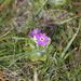 Scottish Primrose - Photo (c) Rae Slater, some rights reserved (CC BY-NC-ND)