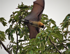 Pteropus seychellensis comorensis