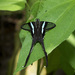 Lamproptera meges - Photo (c) Green Baron Pro，保留部份權利CC BY-NC