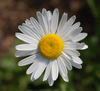 Sunflowers, Daisies, Asters, and Allies - Photo (c) Ram-Man, some rights reserved (CC BY-SA)