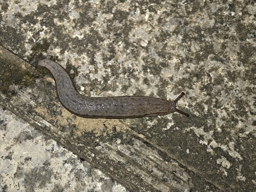 Chinese Slug