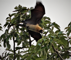 Pteropus seychellensis comorensis