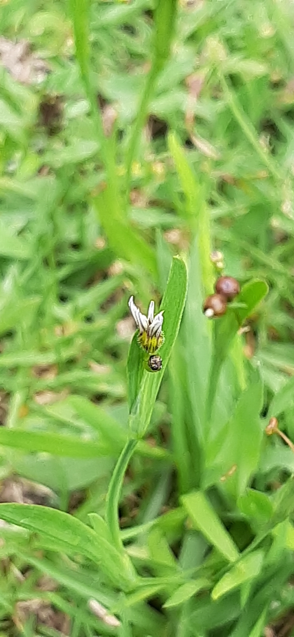 Sisyrinchium micranthum image