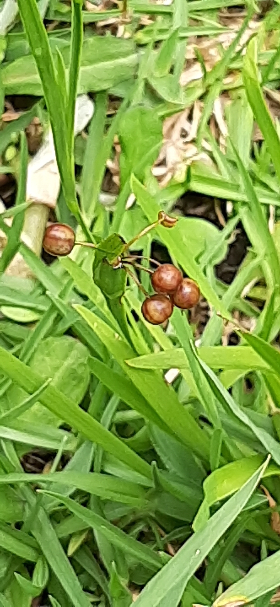 Sisyrinchium micranthum image