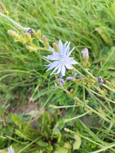 chicory
