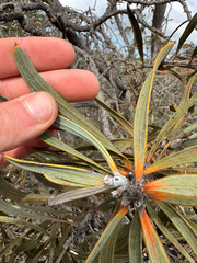 (c) Tyler Anthony, some rights reserved (CC BY) Hakea cinerea, photograph (c) Tyler Anthony, some rights reserved (CC BY)