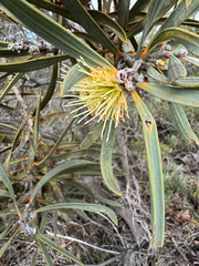 Hakea cinerea