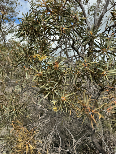 Hakea cinerea, photograph 3
