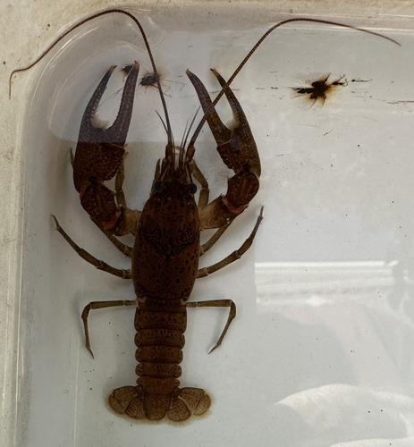 Leopard Crayfish