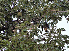 Pteropus seychellensis comorensis