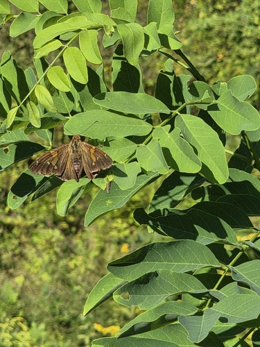 Silver-spotted Skipper