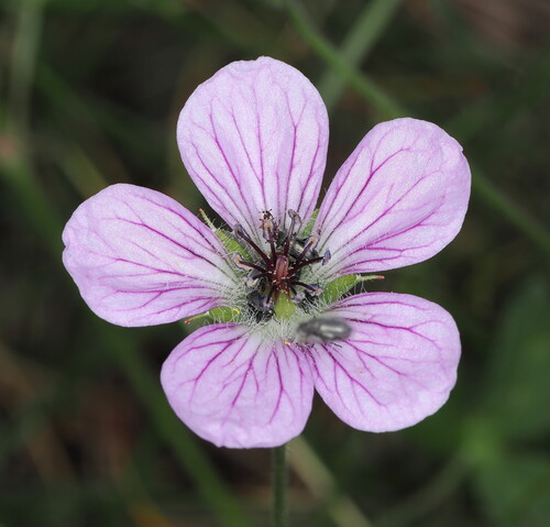 Geranium richardsonii, photograph 6