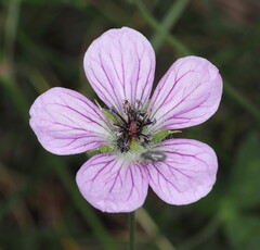 Geranium richardsonii, photograph (c) Rosario Douglas, some rights reserved (CC BY)