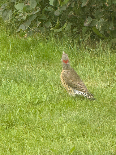 Northern Flicker