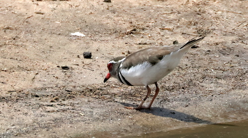 iNaturalist image