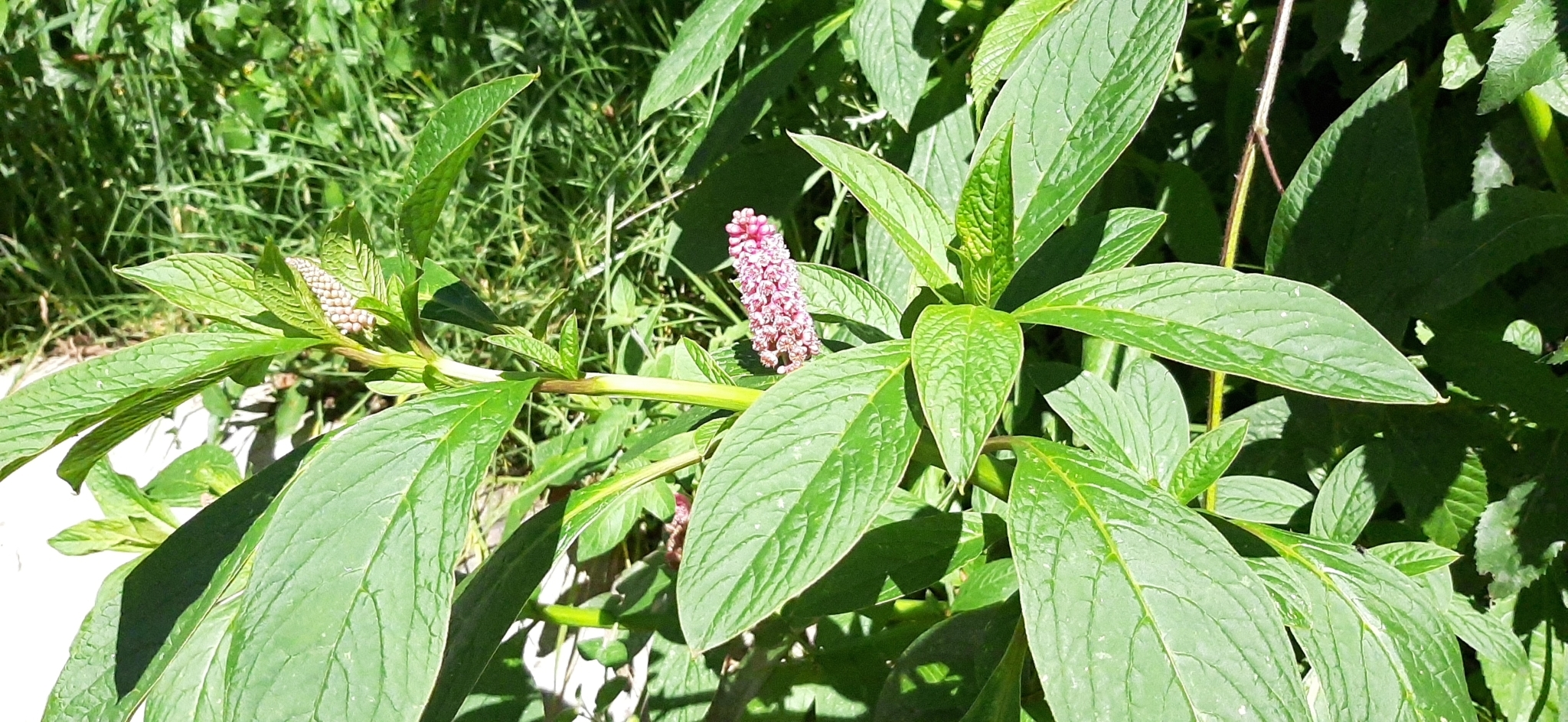 Phytolacca image