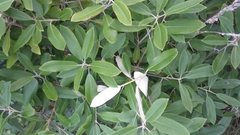 Pittosporum ralphii