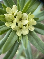 Lithospermum ruderale
