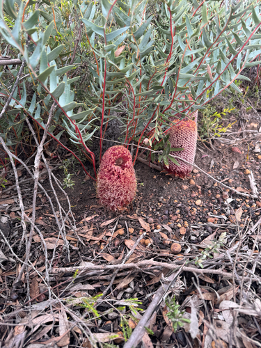 Banksia blechnifolia