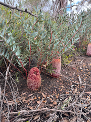 Banksia blechnifolia, photograph (c) Tyler Anthony, some rights reserved (CC BY)