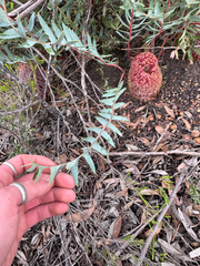 Banksia blechnifolia, photograph (c) Tyler Anthony, some rights reserved (CC BY)