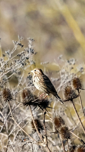 Corn Bunting