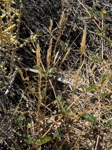 Enneapogon desvauxii
