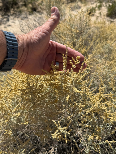 Atriplex polycarpa, photograph 3