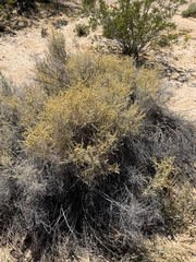 Atriplex polycarpa, photograph (c) CK2AZ, some rights reserved (CC BY)
