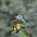 Bradinopyga geminata - Photo (c) Renjith Jacob Mathews, μερικά δικαιώματα διατηρούνται (CC BY), uploaded by Renjith Jacob Mathews