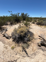 Atriplex polycarpa, photograph (c) CK2AZ, some rights reserved (CC BY)