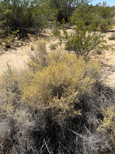 Atriplex polycarpa, photograph 5