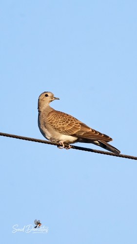 European Turtle-Dove