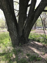 Quercus montana