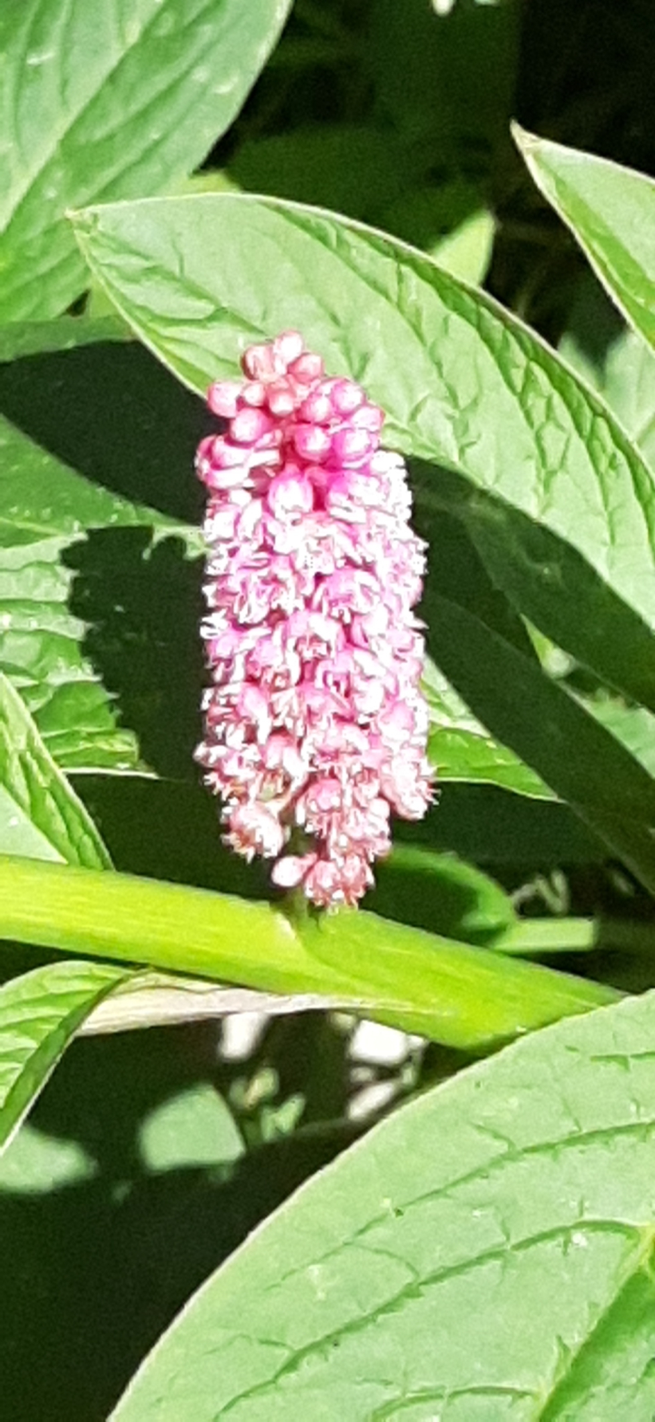 Phytolacca bogotensis image