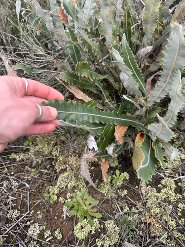 Banksia petiolaris, photograph 2