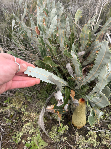 Banksia petiolaris, photograph 3