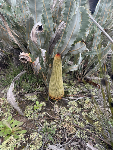 Banksia petiolaris