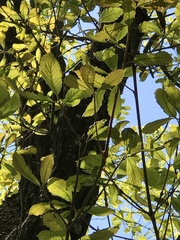 Quercus montana