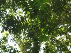 Socratea exorrhiza